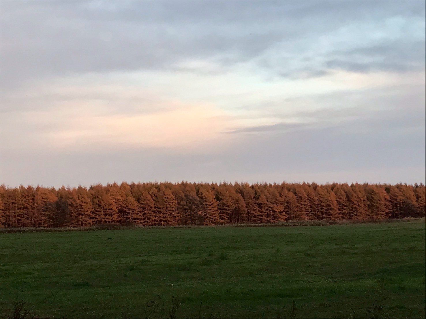 LINE_ALBUM_キナ_260126_69